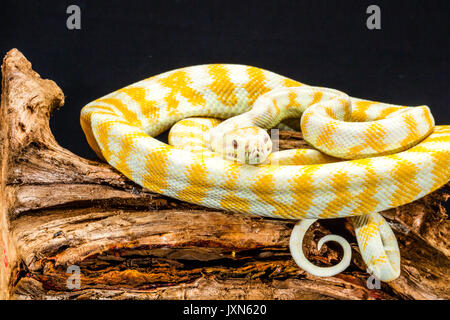 Jaune et Blanc rayé Darwin Albino Python Tapis enroulé sur une racine d'arbre Banque D'Images