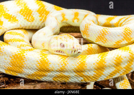 Jaune et Blanc rayé Darwin Albino Python Tapis enroulé sur une racine d'arbre. Plan rapproché Banque D'Images