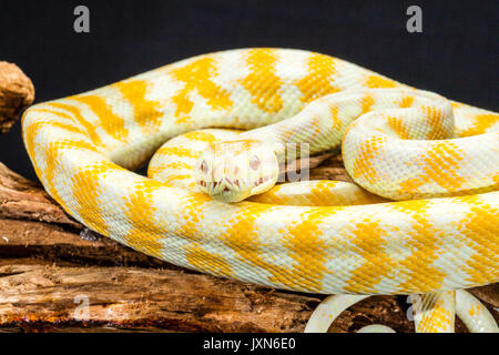 Jaune et Blanc rayé Darwin Albino Python Tapis enroulé sur une racine d'arbre. Plan rapproché Banque D'Images