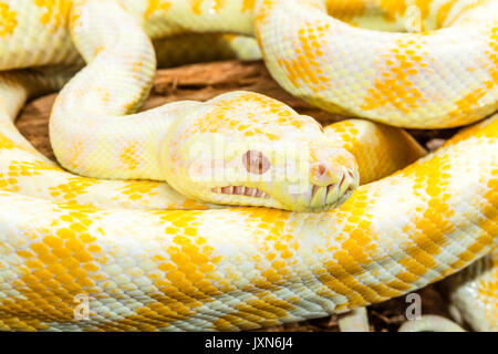 Jaune et Blanc rayé Darwin Albino Python Tapis enroulé sur une racine d'arbre. Plan rapproché Banque D'Images