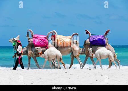 Tunisie. (Tunisie du Sud) île de Djerba. Plage de Sidi Mehrez. Les chameaux sont utilisés pour les excursions Banque D'Images