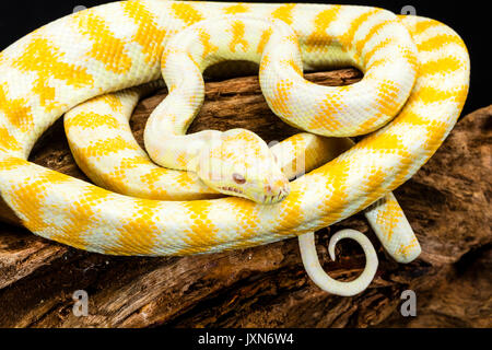 Jaune et Blanc rayé Darwin Albino Python Tapis enroulé sur une racine d'arbre Banque D'Images
