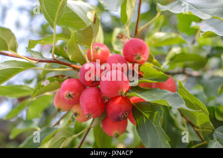 Petites pommes fruits sur les branches des pommiers au Canada Banque D'Images