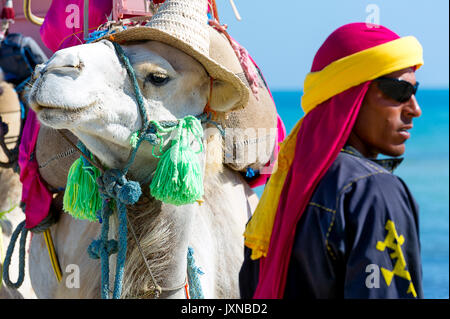 La Tunisie. Du sud (Tunisie) l'île de Djerba. Plage de Sidi Mehrez. Chamelier Banque D'Images