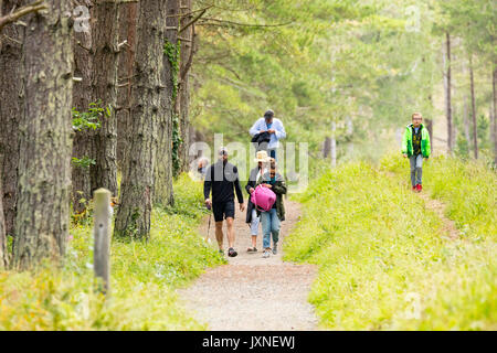 Journée en famille à marcher le long des sentiers forestiers à la célèbre forêt Newborough, Anglesey, Pays de Galles, Royaume-Uni en été Banque D'Images