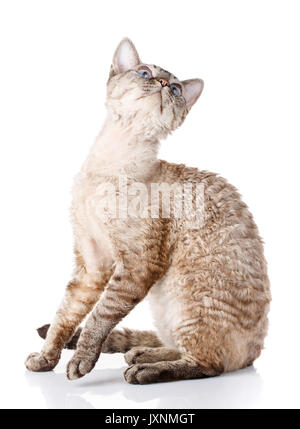 Chat Devon Rex gris debout sur fond blanc et à côté l'appareil photo Banque D'Images