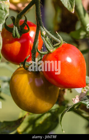 Les tomates fraîches sur la vigne Banque D'Images