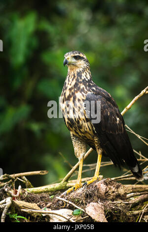 Black Hawk immature grande forêt verte avec image de fond prises au Panama Banque D'Images