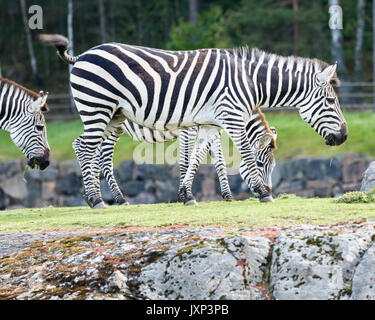 Côté Profil vue d'une partie d'un harem de zèbres de Grant (Equus quagga boehmi), la plus petite sous-espèce de Plains Zebras Communiqué de modèle : N° des biens : Non. Banque D'Images