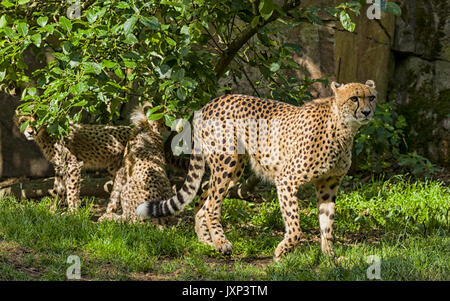 Groupe de guépards (Acinonyx jubatus), famille avec mère Guépard avec oursons communiqué de modèle : N° des biens : Non. Banque D'Images