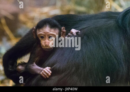 Les Célèbes Crested Macaque (Macaca nigra) mother with baby aka le macaque à crête à crête noire, Sulawesi ou Macaque Singe Noir Le modèle libération : N° des biens : Non. Banque D'Images