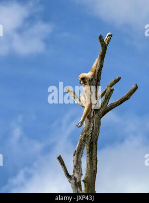 Le lar gibbon (Hylobates lar) aka le blanc-remis gibbon, est une espèce d'oiseaux de la famille gibbon Hylobatidae, communiqué de modèle : N° des biens : Non. Banque D'Images