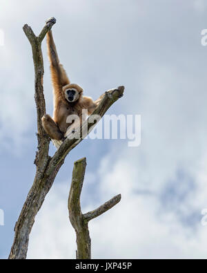 Le lar gibbon (Hylobates lar) aka le blanc-remis gibbon, est une espèce d'oiseaux de la famille gibbon Hylobatidae, communiqué de modèle : N° des biens : Non. Banque D'Images