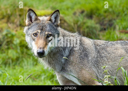 Loup eurasien (Canis lupus lupus), également connu sous le nom de loup commun ou milieu forêt russe le loup, une sous-espèce de loup gris Modèle Libération : N° des biens : Non. Banque D'Images