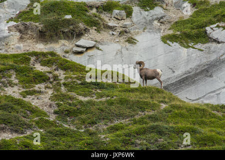 Homme Mouflon des montagnes de Ram (Ovis canadensis) sur une paroi rocheuse en haute montagne dans le parc national Jasper, Alberta, Canada. Banque D'Images