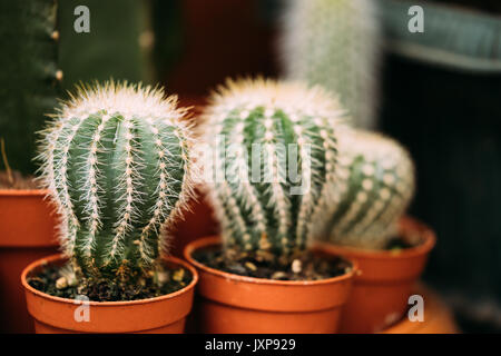 Plusieurs petits cactus Cactus peu de plantes en pot en magasin marché. Banque D'Images