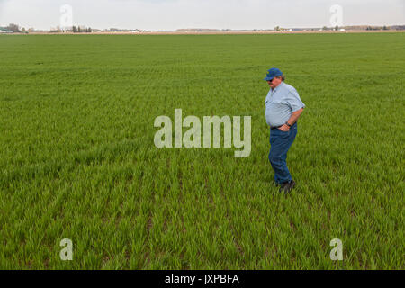 Chesaning, Michigan - producteur de blé David Eickholt inspecte sa récolte au début de la saison. Banque D'Images