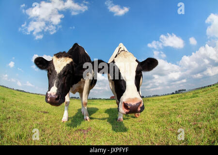 Deux drôles de vaches au pâturage groin via objectif fisheye Banque D'Images