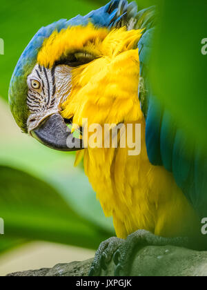 Perroquet sur Kauai Banque D'Images