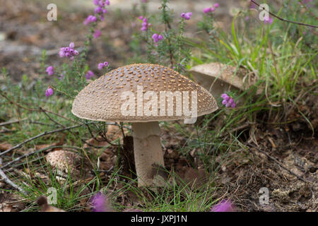 Le blush, Amanita rubescens. Toadstool. En août. Iping et Stedham communes, Midhurst, Sussex, UK, Banque D'Images