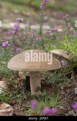 Le blush, Amanita rubescens. Toadstool. En août. Iping et Stedham communes, Midhurst, Sussex, UK, Banque D'Images