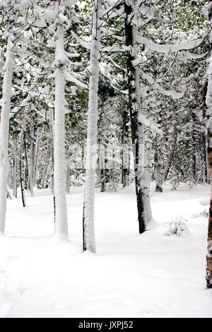 Forêt d'hiver après de fortes chutes de neige. Tobermory Péninsule Bruce Ontario Canada Banque D'Images