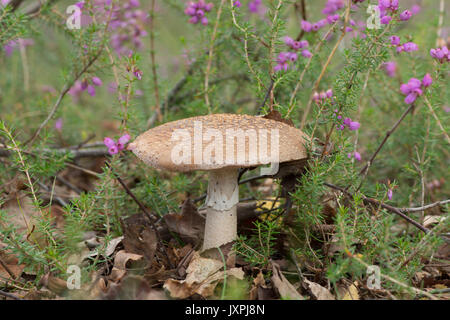 Le blush, Amanita rubescens. Toadstool. En août. Iping et Stedham communes, Midhurst, Sussex, UK, Banque D'Images