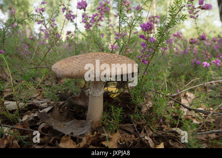 Le blush, Amanita rubescens. Toadstool. En août. Iping et Stedham communes, Midhurst, Sussex, UK, Banque D'Images