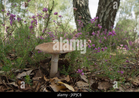 Le blush, Amanita rubescens. Toadstool. En août. Iping et Stedham communes, Midhurst, Sussex, UK, Banque D'Images