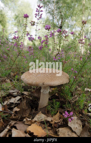 Le blush, Amanita rubescens. Toadstool. En août. Iping et Stedham communes, Midhurst, Sussex, UK, Banque D'Images