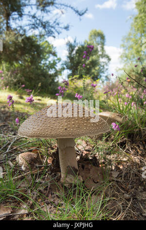 Le blush, Amanita rubescens. Toadstool. En août. Iping et Stedham communes, Midhurst, Sussex, UK, Banque D'Images