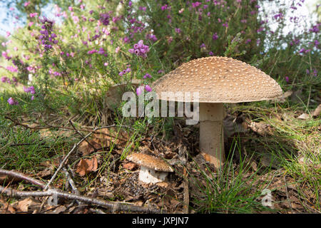 Le blush, Amanita rubescens. Toadstool. En août. Iping et Stedham communes, Midhurst, Sussex, UK, Banque D'Images