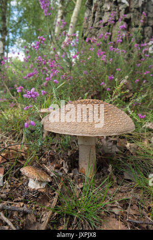 Le blush, Amanita rubescens. Toadstool. En août. Iping et Stedham communes, Midhurst, Sussex, UK, Banque D'Images