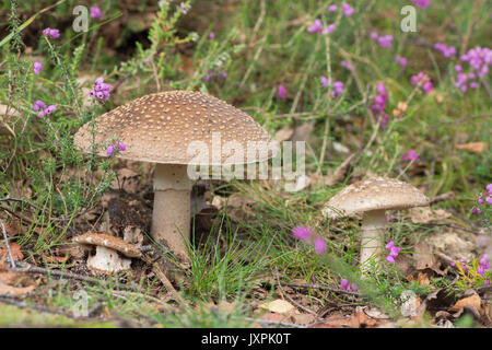 Le blush, Amanita rubescens. Toadstool. En août. Iping et Stedham communes, Midhurst, Sussex, UK, Banque D'Images