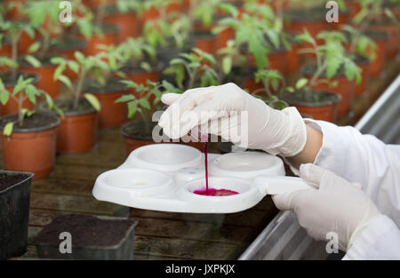 Close up de mains du biologiste travaillant avec des produits chimiques d'échantillons sur la protection des plantes en serre de projet Banque D'Images