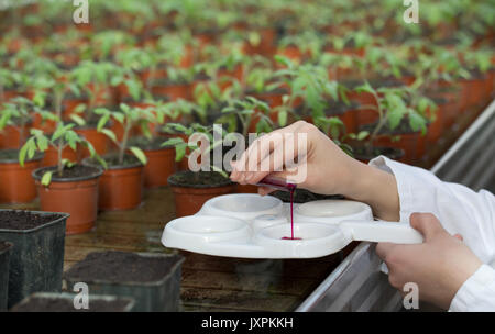 Close up de mains du biologiste travaillant avec des produits chimiques d'échantillons sur la protection des plantes en serre de projet Banque D'Images