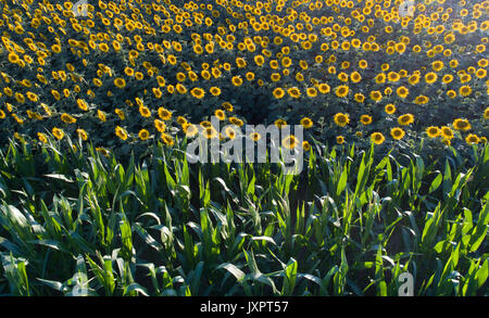 Image aérienne de champs de tournesol et de maïs en été au coucher du soleil Banque D'Images