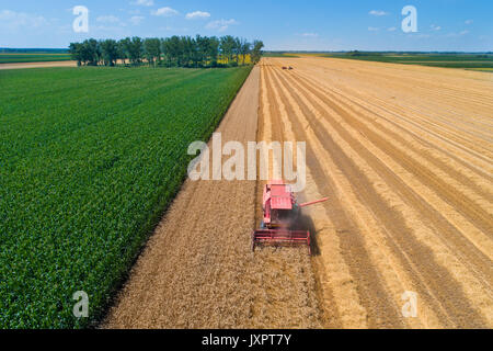 Image aérienne de moissonneuse-batteuse, travaillant dans le champ de blé doré. La récolte en été les travaux agricoles Banque D'Images
