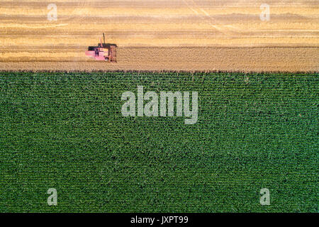 Vue de dessus de moissonneuse-batteuse, travaillant dans le champ de blé doré. La saison de récolte dans les travaux agricoles Banque D'Images