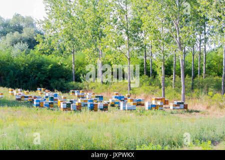 Ruches colorées. Des ruches d'abeilles dans une miellerie Banque D'Images