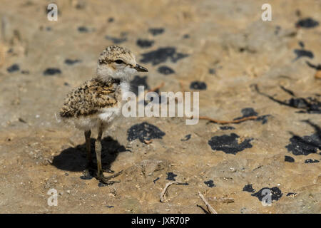 Kentish Plover (Charadrius alexandrinus), juvénile Banque D'Images