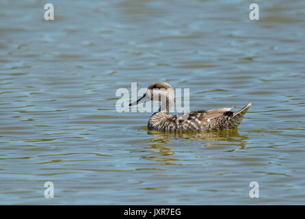 Marbré de canard (Marmaronetta angustirostris) natation Banque D'Images