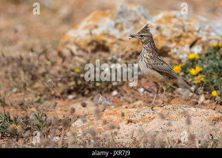 (Galerida theklae thekla lark) la collecte des insectes sur le terrain, Banque D'Images