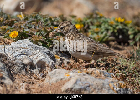 (Galerida theklae thekla lark) la collecte des insectes sur le terrain, Banque D'Images