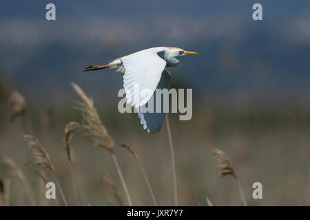 Héron garde-boeufs (Bubulcus ibis) en vol au dessus de la végétation, Banque D'Images