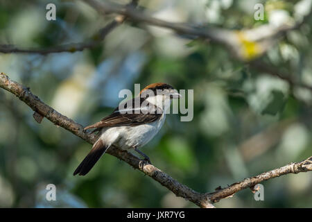 Woodchat Shrike (Lanius senator), homme de se percher sur une branche Banque D'Images