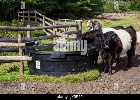 Une partie de la ceinture du bétail qui ont été introduites sur Cannock Chase Zone de Beauté Naturelle Exceptionnelle de paître et gérer le paysage Banque D'Images