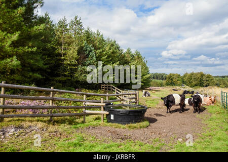 Une partie de la ceinture du bétail qui ont été introduites sur Cannock Chase Zone de Beauté Naturelle Exceptionnelle de paître et gérer le paysage Banque D'Images