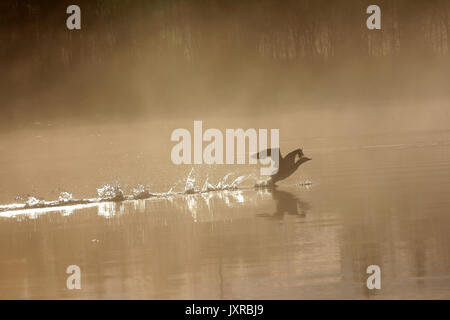 Paysage de printemps avec Loon (Misty morning). Bird étaient dispersés sur l'eau du lac en forêt brumeuse. Photo a valeur artistique. Style d'art de la photo. HDR- Banque D'Images