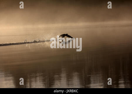 Paysage de printemps avec Loon (Misty morning). Bird étaient dispersés sur l'eau du lac en forêt brumeuse. Photo a valeur artistique. Style d'art de la photo. HDR- Banque D'Images